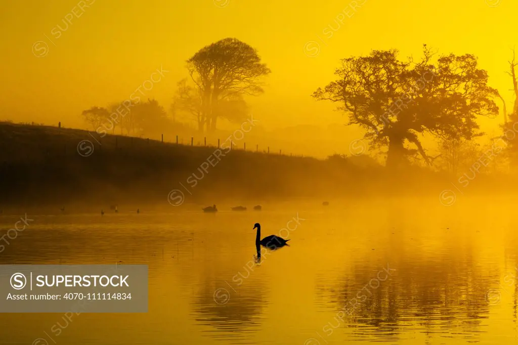 Mute swans (Cygnus olor) on water at sunrise on foggy morning, Norfolk, England, UK. November.