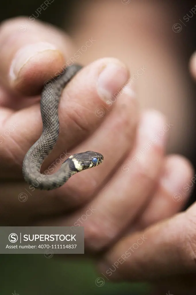 Young Grass snake (Natrix natrix) held in human hand, Hampstead Heath, London, England, UK, August.