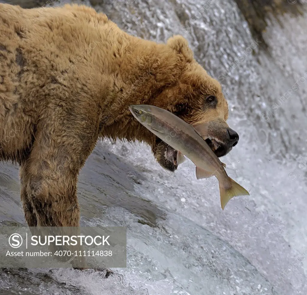 Grizzly bear (Ursus arctos horribilis) trying to catch Salmon leaping up the Brooks Falls, Alaska, USA, August. Small reproduction only.