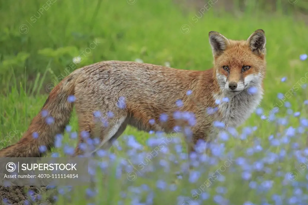 Red Fox (Vulpes vulpes) urban Cardiff, Wales. May.