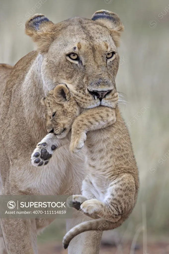 African Lion (Panthera leo) female carrying young cub.Masai Mara, Kenya, Africa. August.