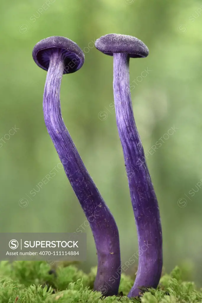 Amethyst Deceiver (Laccaria amethystina) two young toadstools growing up from mossy log, Buckinghamshire, England, UK, September