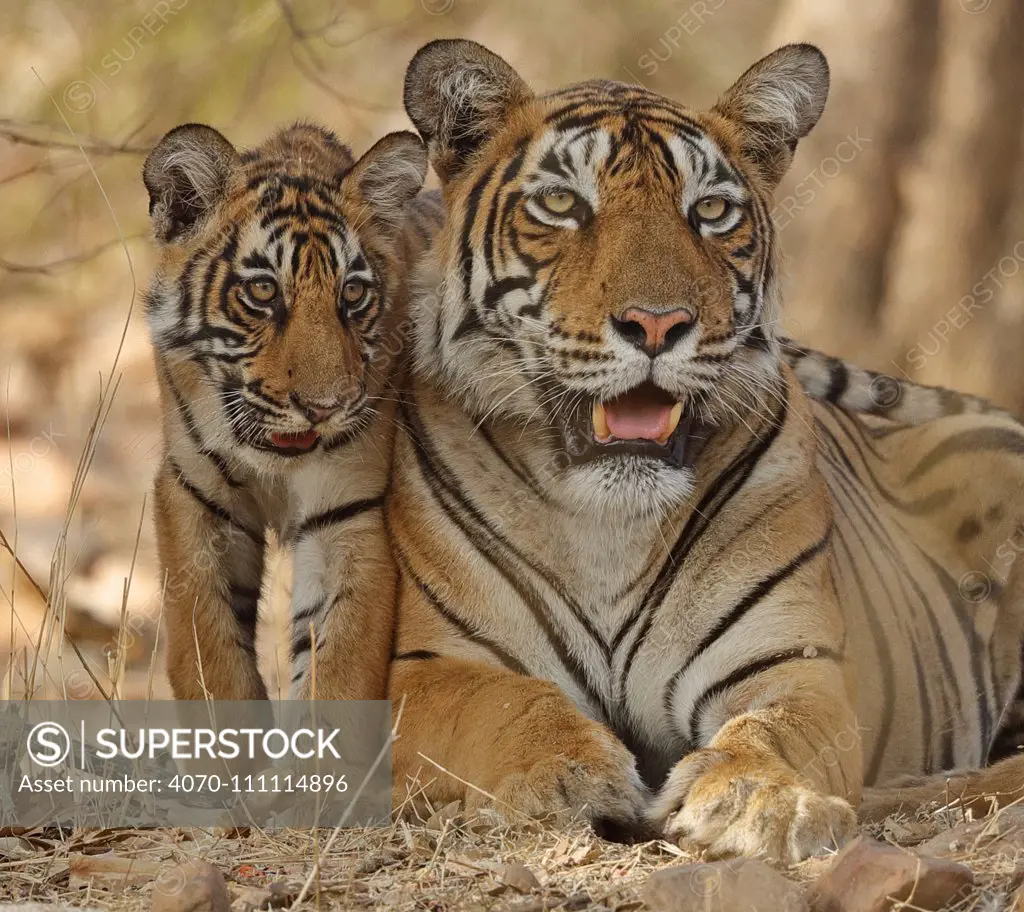 Bengal tiger (Panthera tigris tigris) mother with cub age four  months,Ranthambhore, Rajhasthan, India - SuperStock