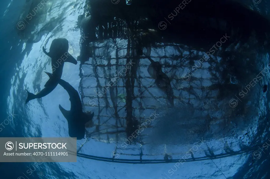 Whale sharks (Rhincodon typus) feeding at Bagan (floating fishing platform) Cenderawasih Bay, West Papua, Indonesia. Bagan fishermen see whale sharks as good luck and often feed them baitfish. This is now developing into a tourist attraction