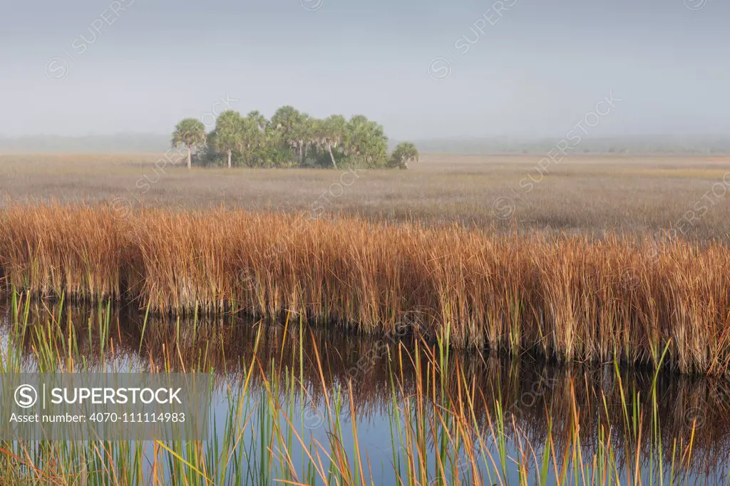 Swamp sawgrass (Cladium mariscus) prairie and Cabbage palm (Sabal palmetto) Island in mist, Big Cypress National Preserve, Everglades, Florida, USA, January 2015.