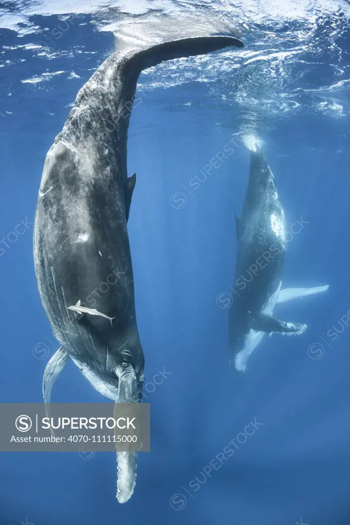 Humpback whale (Megaptera novaeangliae) female calf mimicking her mother, visible in the background. The adult female had the habit of resting with her fluke at the surface. Vava'u, Kingdom of Tonga. Pacific Ocean.