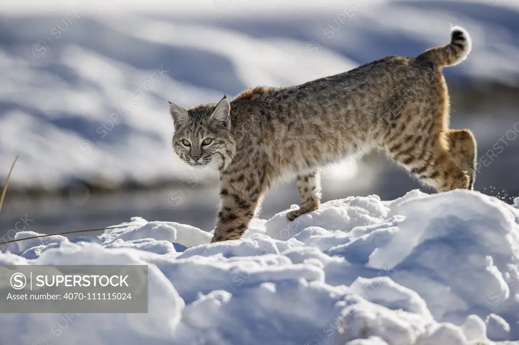 North American Bobcat (Lynx rufus) stalking along Madison River. Yellowstone National Park, Wyoming, USA. January