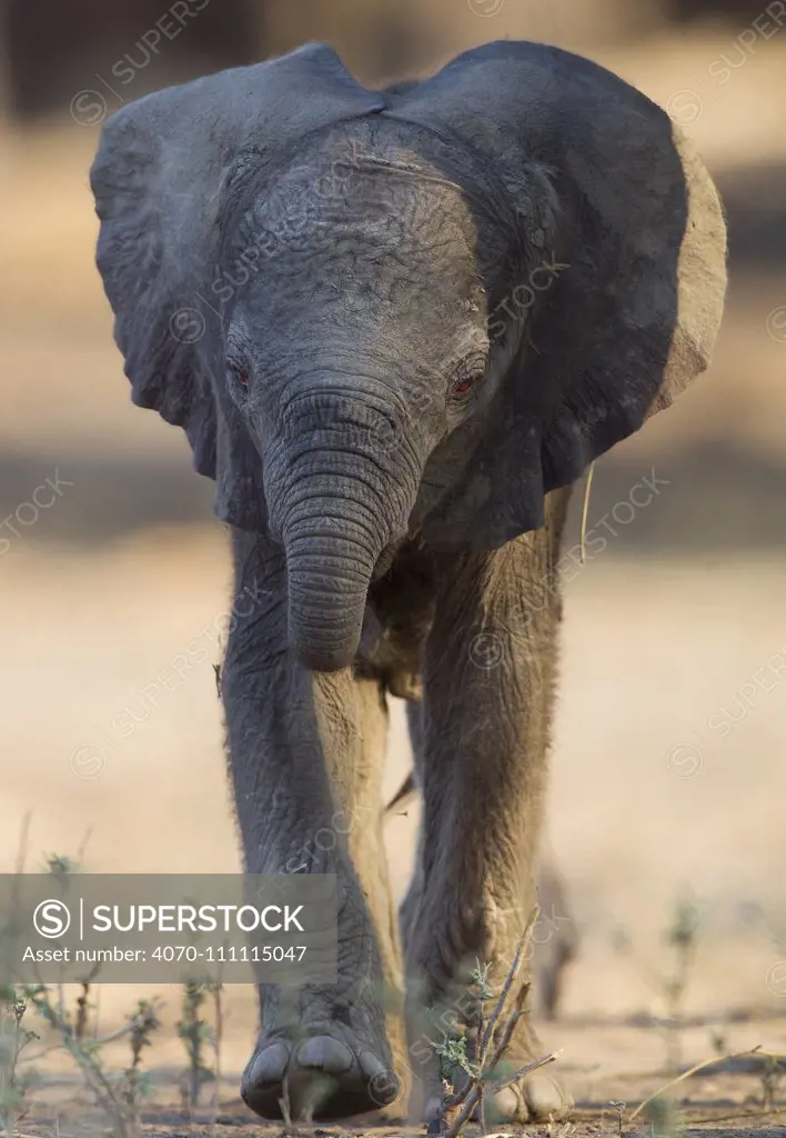 African elephant (Loxodonta africana) calf, Mana Pools National Park, Zimbabwe, October.