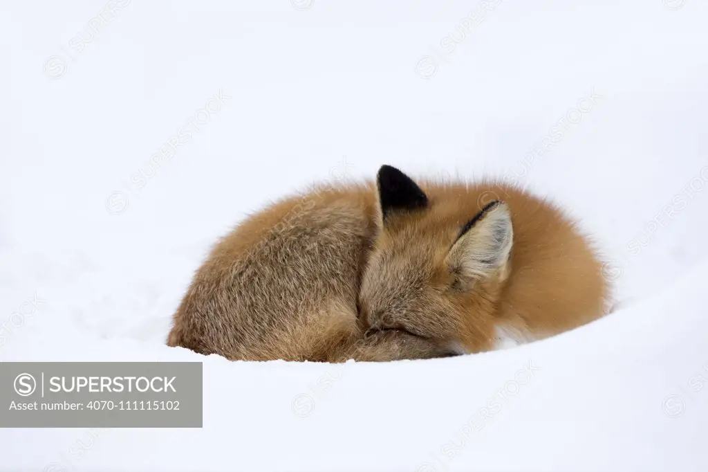 Red Fox (Vulpes vulpes) asleep in the snow, Churchill, Cananda, November