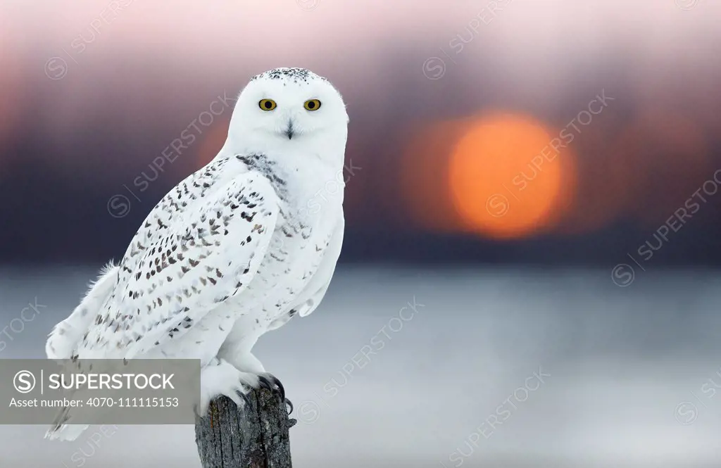 Snowy owl (Bubo scandiaca) female, with lights behind,  Canada, February.