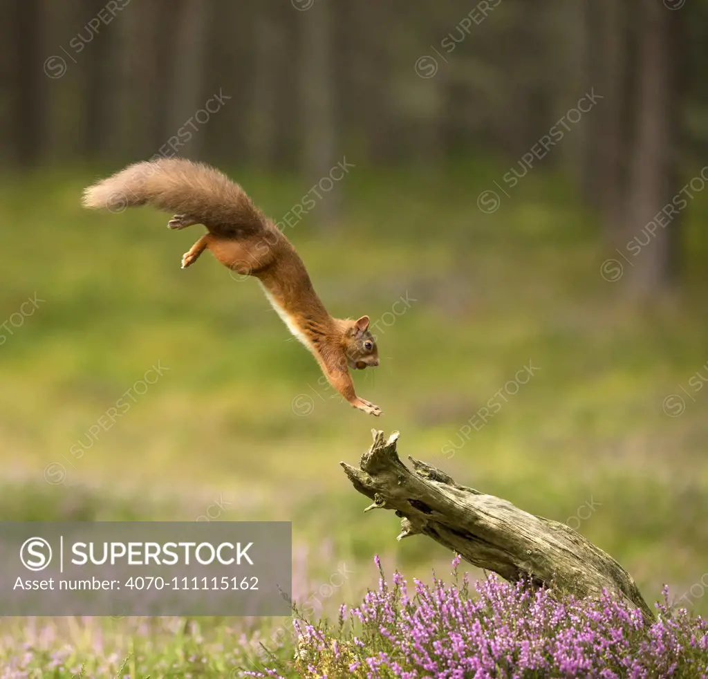 Red Squirrel (Sciurus vulgaris) leaping onto log, Scotland, UK, September. Highly commended in the Habitat category of the BWPA (British Wildlife Photography Awards) 2016.