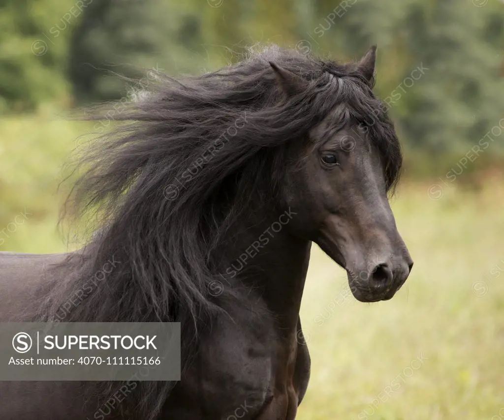 Head portrait of black Merens stallion with long mane running in pasture. Northern France, Europe. February.