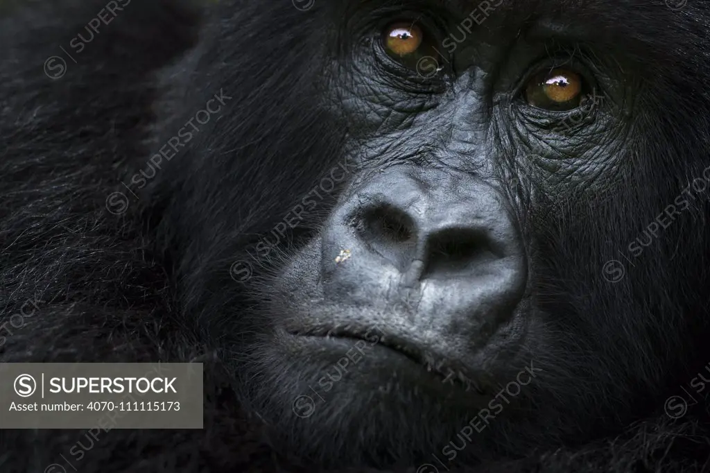 Mountain gorilla (Gorilla gorilla beringei) female portrait, member of 'Humba' group . Virunga National Park, Democratic Republic of Congo, March.