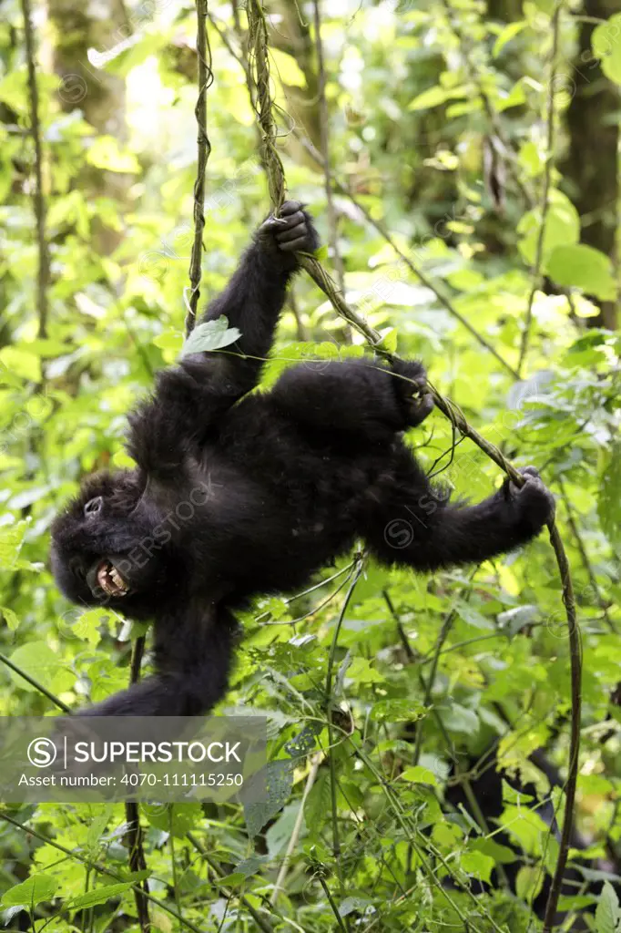 Mountain gorilla(Gorilla beringei beringei) juvenile swinging on liana and smiling in forest. Virunga National Park, Democratic Republic of Congo, Africa