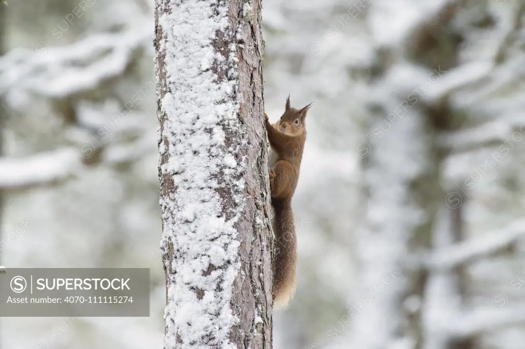 Red squirrel (Sciurus vulgaris) climbing (Pinus sp) tree in winter, Black Isle, Scotland, UK. February