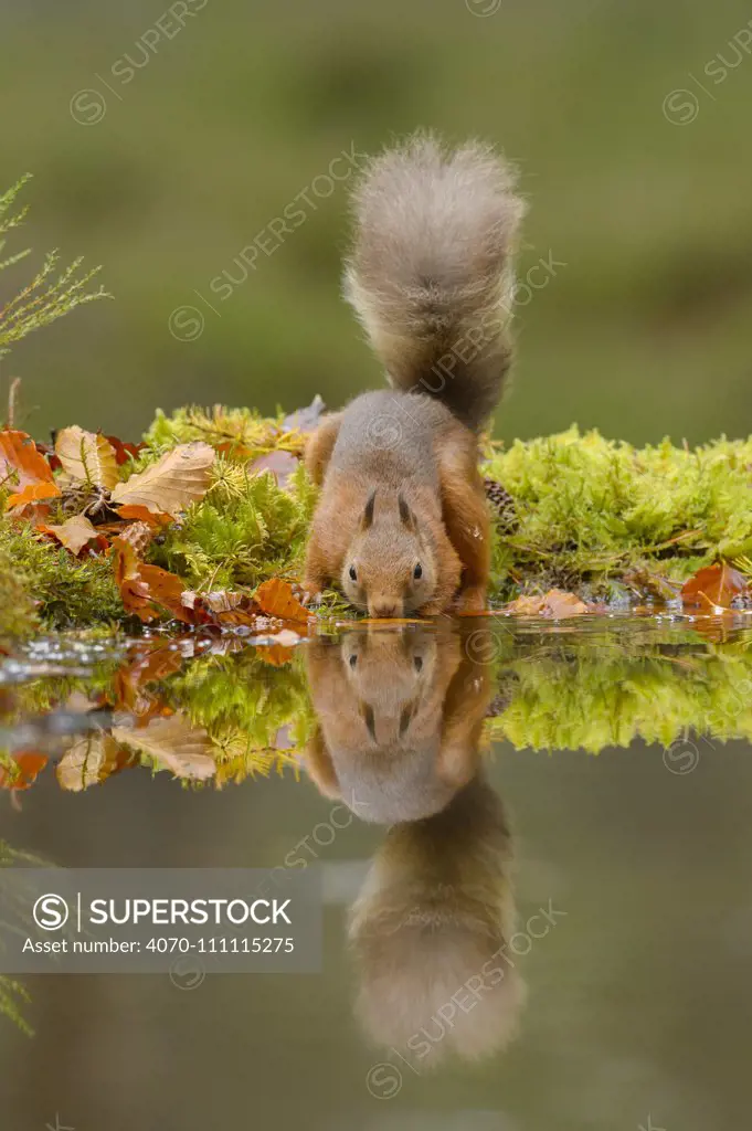 Red squirrel (Sciurus vulgaris) drinking from water, Black Isle, Scotland, UK. October