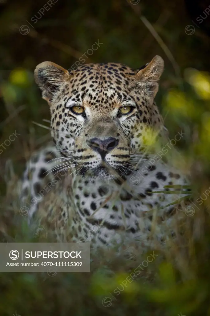 Leopard (Panthera pardus) male in vegetation, Chief's Island, Okavango Delta, Botswana. Vulnerable species.