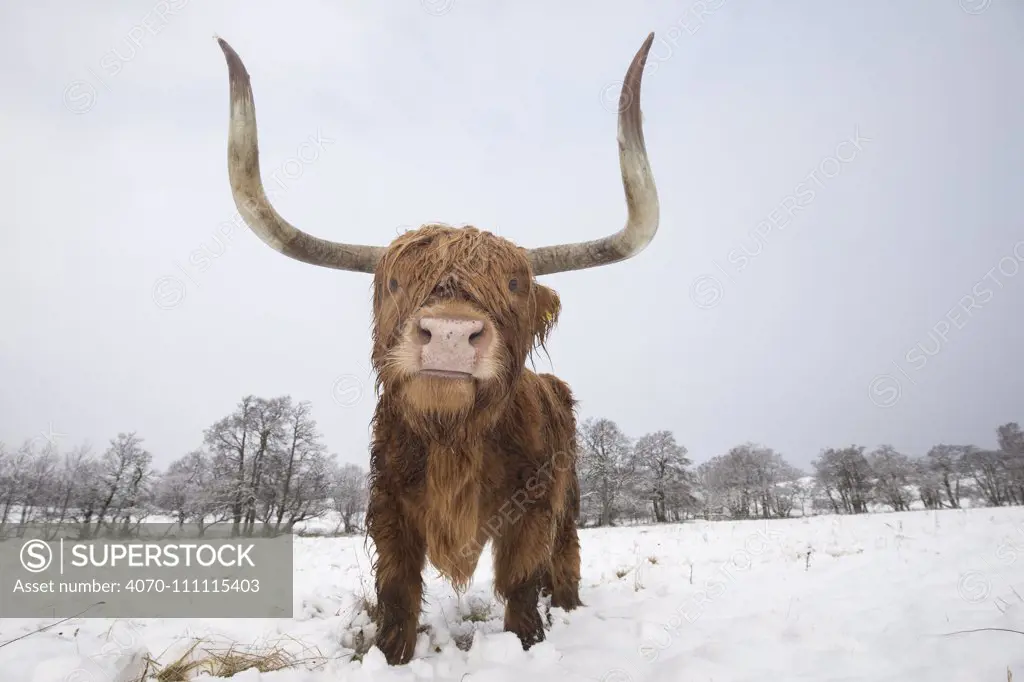 Highland cow in snow, Glenfeshie, Cairngorms National Park, Scotland, UK, February.