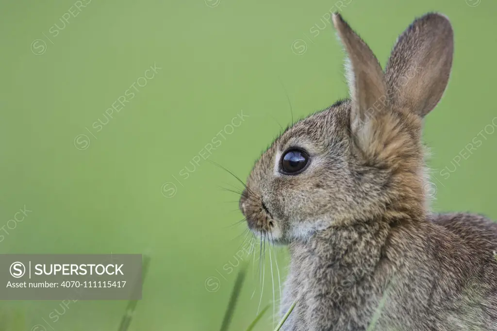 Rabbit (Oryctolagus cuniculus) juvenile Burgundy, France.