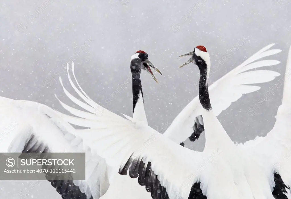 Japanese / Red-crowned crane (Grus japonicus) two calling and dancing, part of bonding and courtship display, Hokkaido Japan February