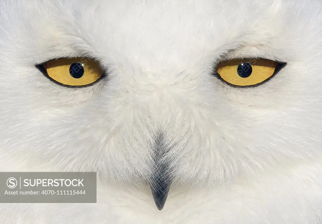 Snowy owl (Bubo scandiaca) female face close up, Canada February