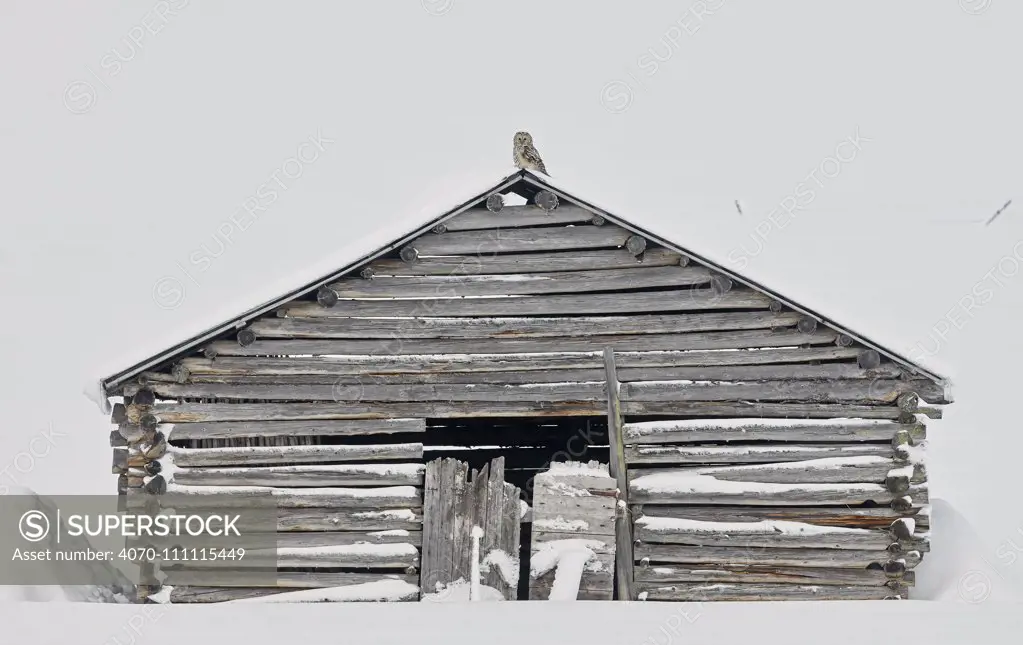 Ural owl (Strix uralensis) sitting on top of wooden barn, Kuusamo Finland February