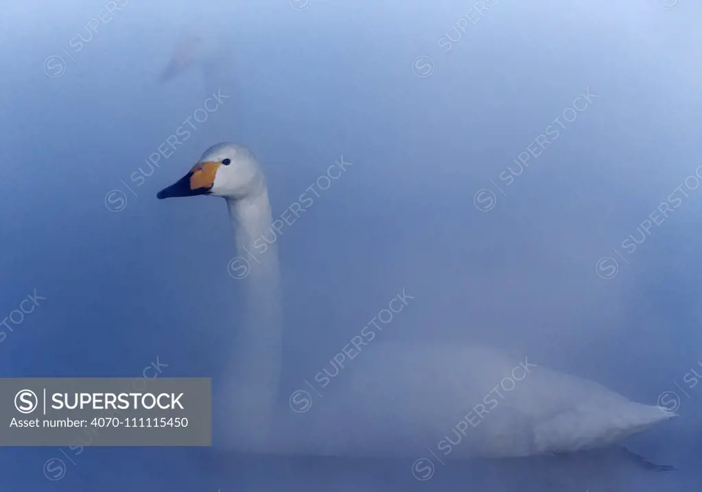 Whooper swan (Cygnus cygnus) swimming on water in mist, Hokkaido Japan February