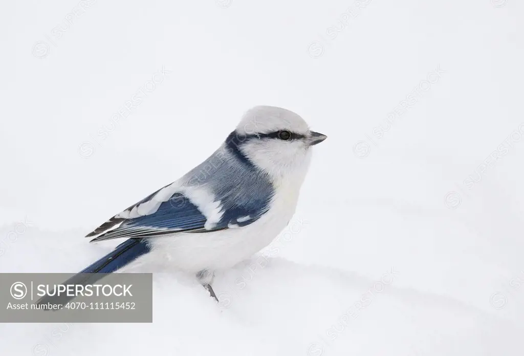 Azure tit (Parus cyanus) on ground in snow, Helsinki, Finland, January