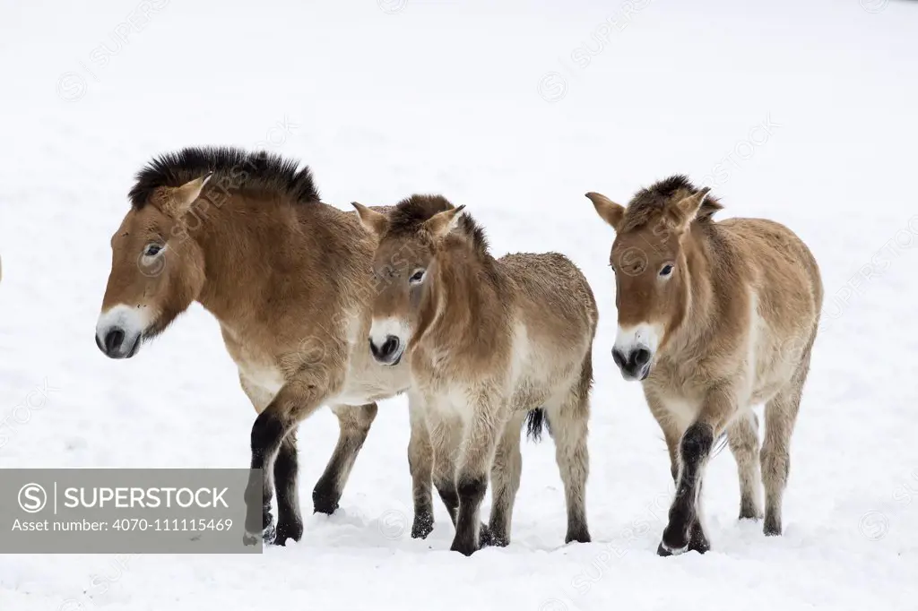 Przewalski's horse or Takhi (Equus ferus przewalskii),  Bavarian Forest National Park, Germany, January. Captive.