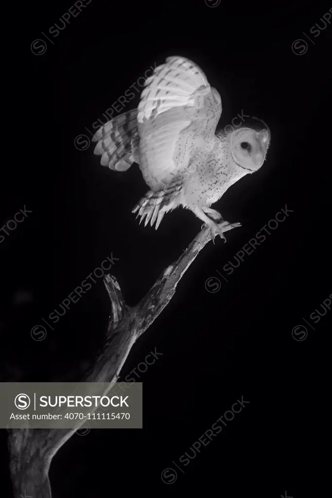 Barn owl (Tyto alba) taking off infrared light, France, January.