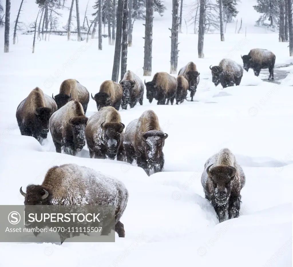 Herd of American bison (Bison bison) in snow, Yellowstone National Park, Wyoming, Yellowstone, January.