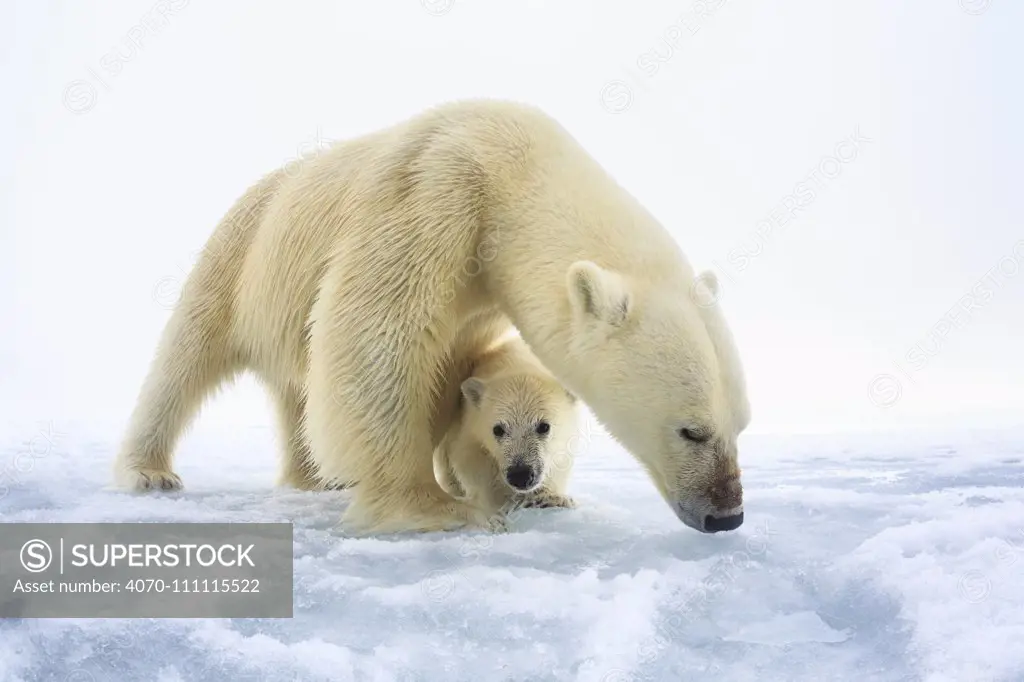 Polar bear (Ursus maritimus) female with a single young cub, only a few months old, northern Svalbard, Norway, June