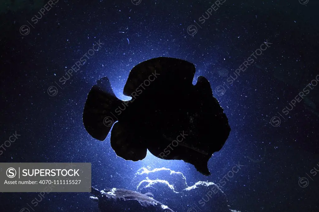 Giant frogfish (Antennarius commersoni) silhouetted against sea surface from below, Ambon, Indonesia.