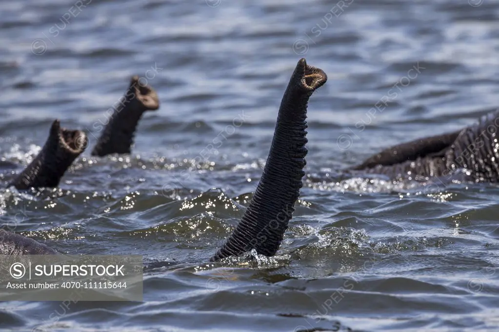 African elephants (Loxodonta africana) swimming across Chobe River, trunks raised above surface for breathing, Chobe National Park, border between Botswana and Namibia.