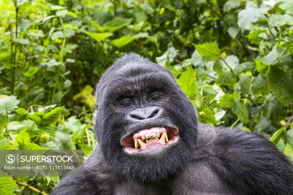 Mountain gorilla (Gorilla gorilla beringei) silverback Gihishamwotsi displaying, non group dominant, Sabyinyo Group, Volcanoes National Park, Virunga Mountains, Rwanda