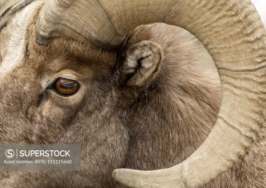 Bighorn sheep (Ovis canadensis) close up ram's head shot, Yellowstone National Park, USA, February