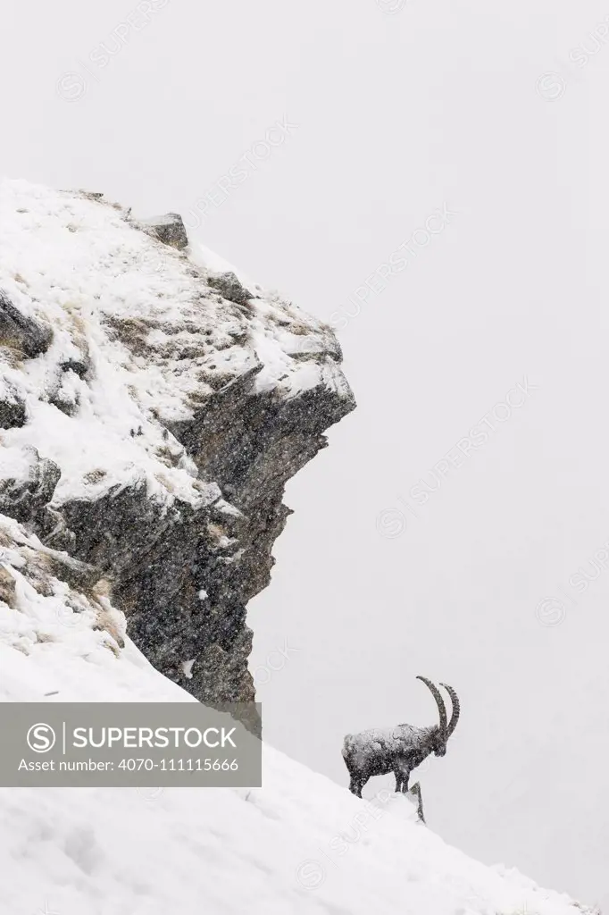 Alpine ibex (Capra ibex) male in deep snow on a ridge during heavy snowfall, Gran Paradiso National Park, the Alps, Italy. January Highly commended in the Portfolio category of the Terre Sauvage Nature Images Awards 2017.