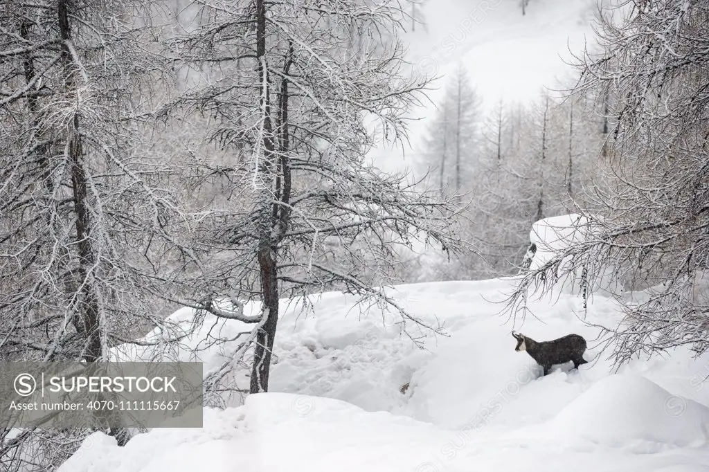 Alpine chamois (Rupicapra rupicapra rupicapra) in winter landscape with snow covered trees, Valsavarenche, Gran Paradiso National Park, Italy. January