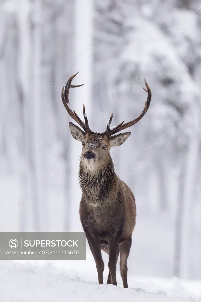 Red Deer stag (Cervus elaphus) in snow-covered pine forest, Cairngorms National Park, Scotland, UK. December.