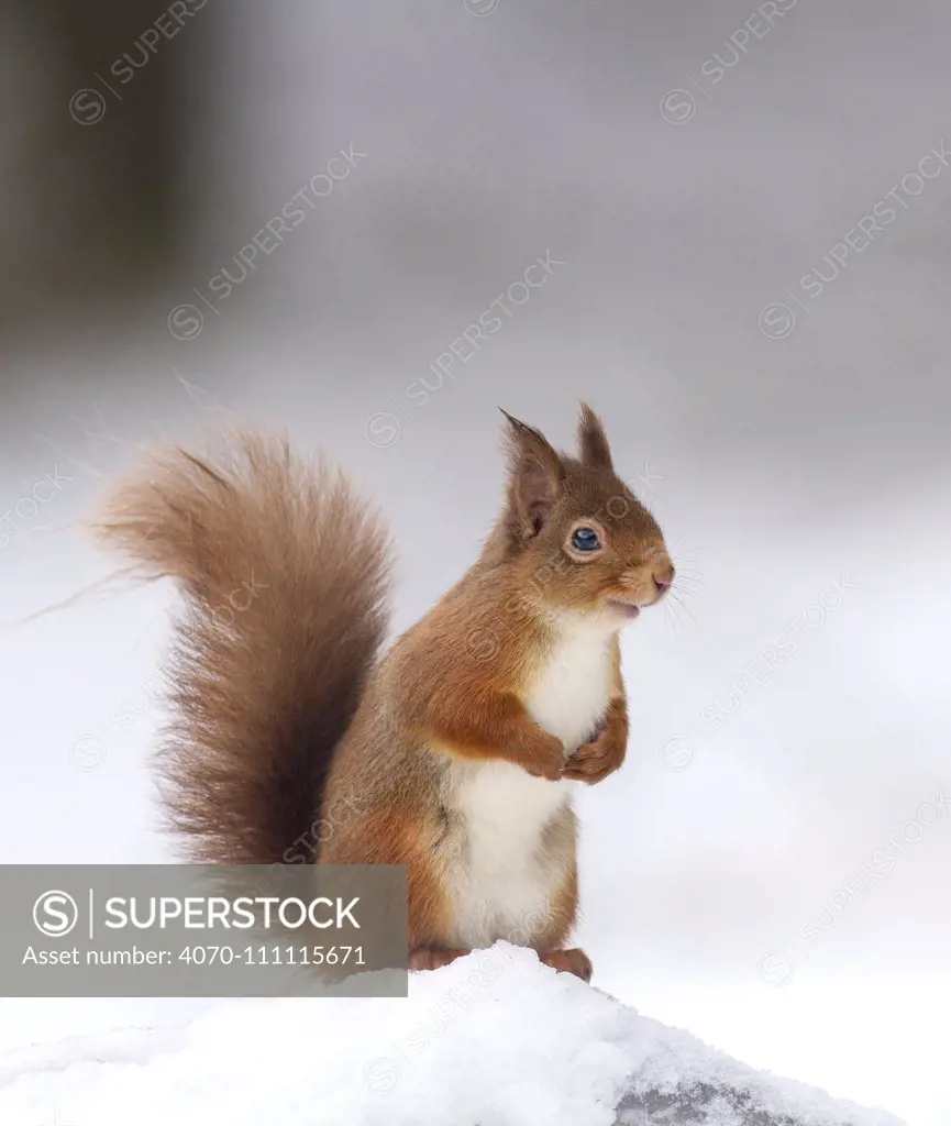 Red squirrel (Sciurus vulgaris) stood on log in snow , Cairngorms National Park, Scotland, UK. December.