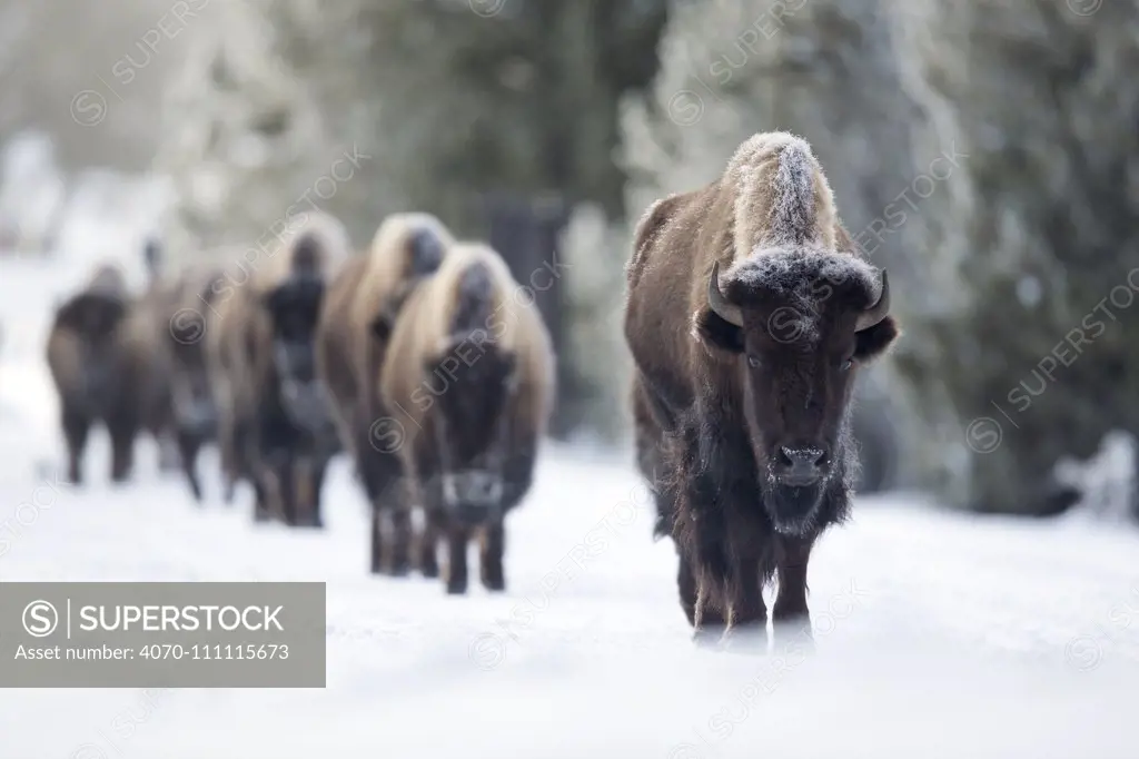 Bison (Bison bison) herd walking through snow towards camera, Yellowstone National Park, Wyoming, USA, June.