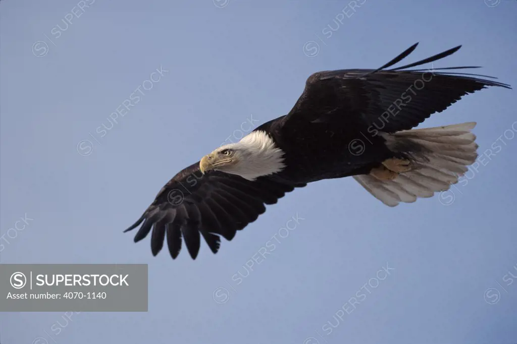 Bald eagle soaring in flight. Alaska, Kenai Peninsula.