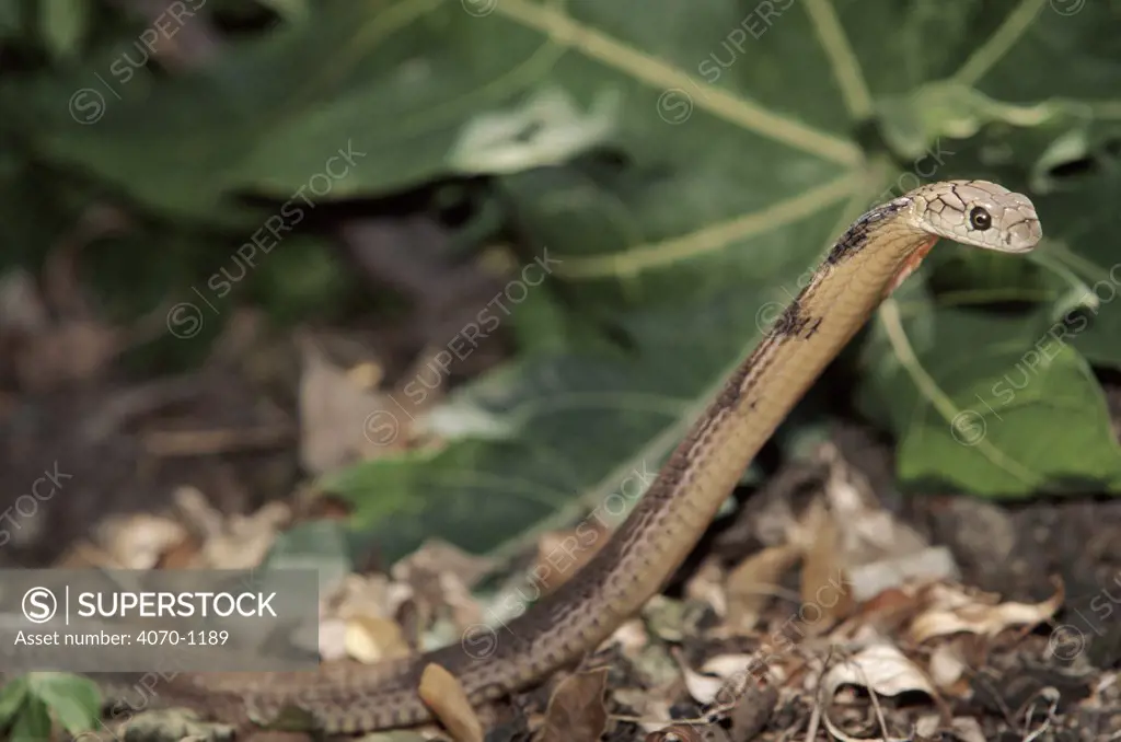 Juvenile King Cobra, India.