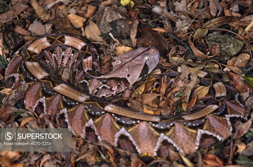 Gaboon viper snake camouflaged on leaves (Bitis gabonica) captive