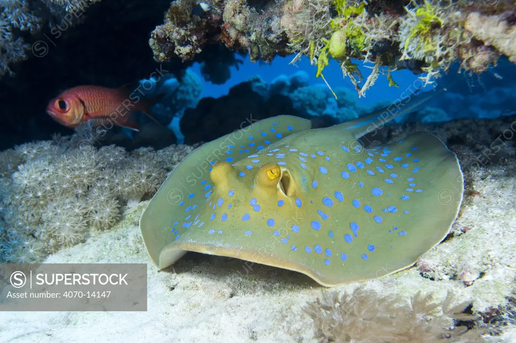 Blue-spotted / Ribbontail Stingray (Taeniura lymma) resting on the seabed, Ras Mohammed, Red Sea, Egypt. March