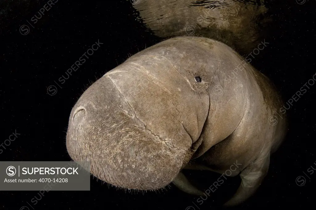 A Florida manatee (Trichechus manatus latirostrus) head portrait in dark water. Crystal River, Florida, USA. February 2010