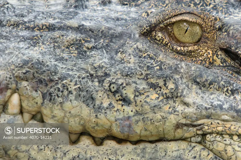 Saltwater crocodile (Crocodylus porosus) close up of teeth and eye,  Sarawak, Borneo, Malaysia