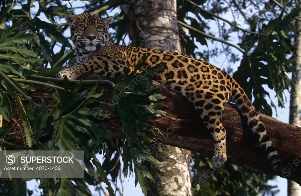 Jaguar Panthera onca} in tree, captive, Belize