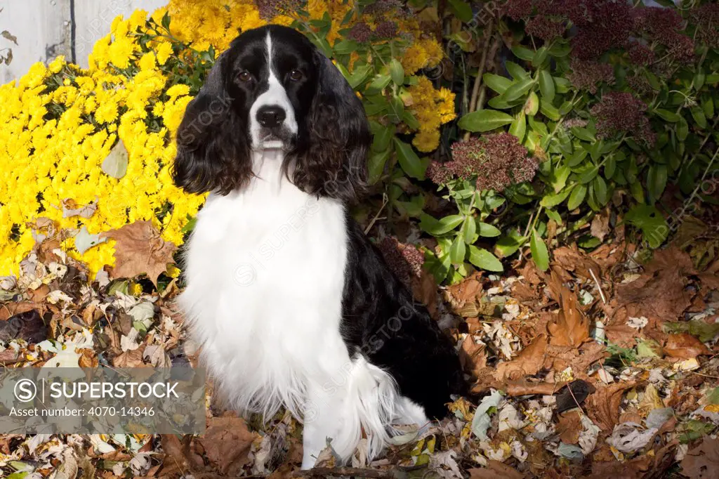 English Springer Spaniel, black and white show type, amongst Chrysanthemum flowers, Illinois, USA