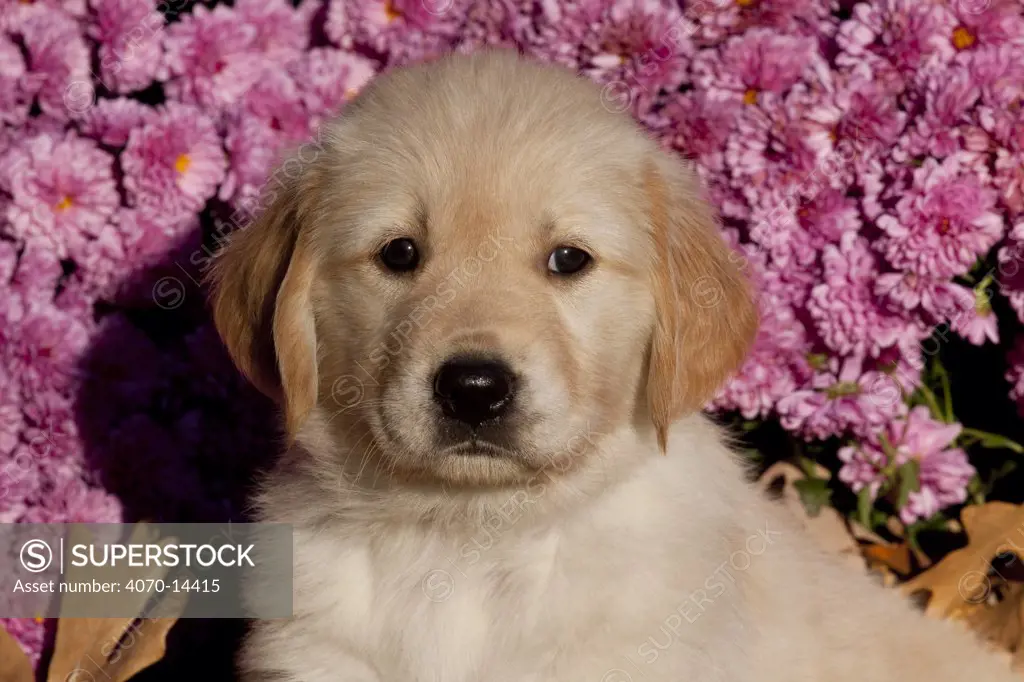 Golden Retriever puppy amongst Chrysanthemum flowers, Illinois, USA